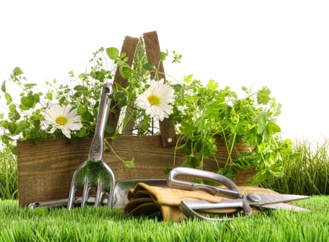 Senior review of a landscaping issue